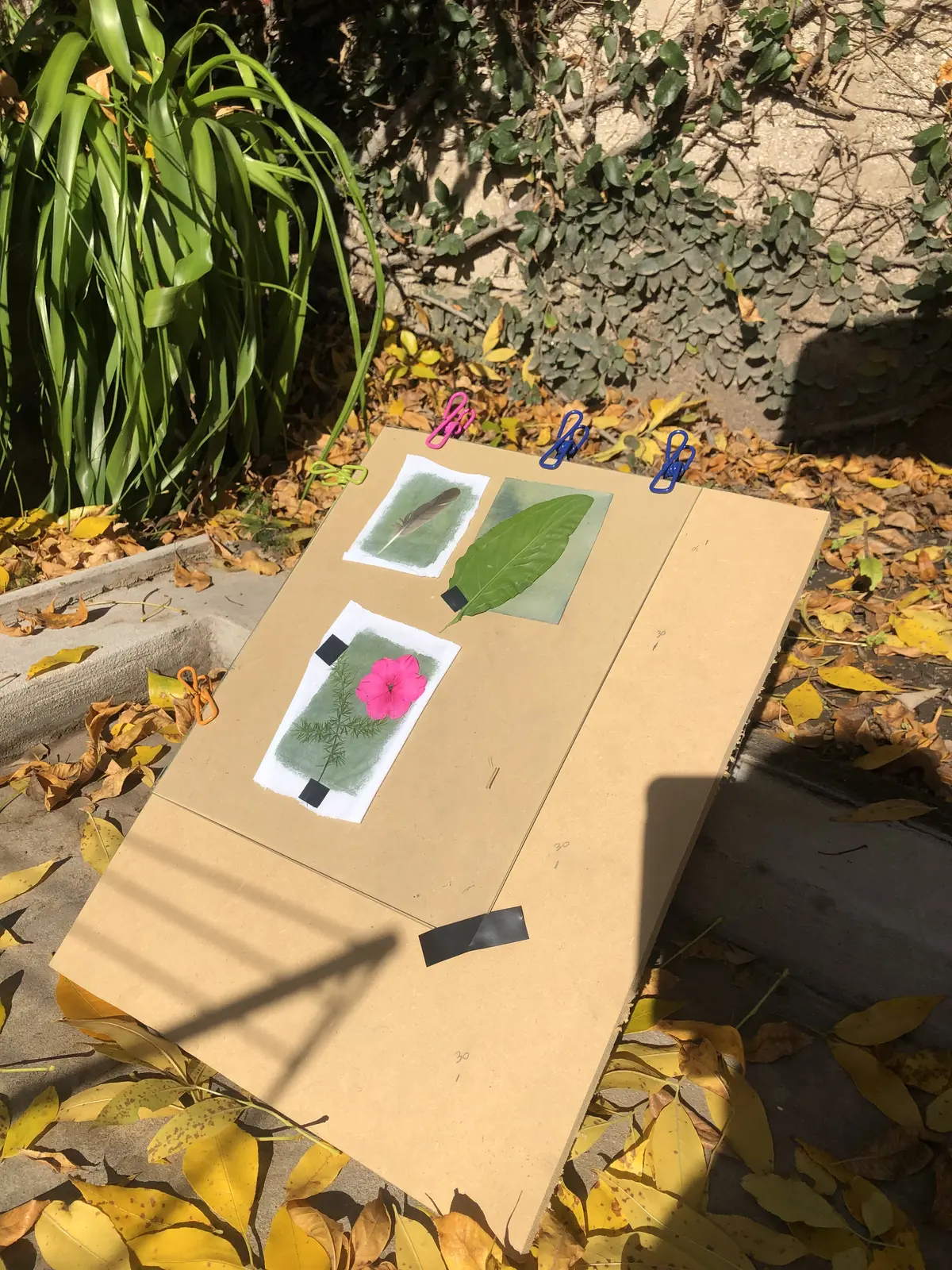 Proceso de antotipia con plantas y luz solar