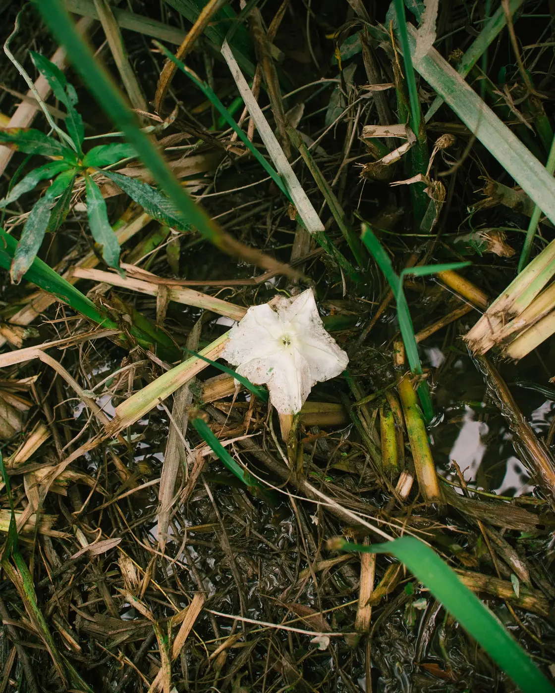 Planta nativa entre la vegetación del humedal