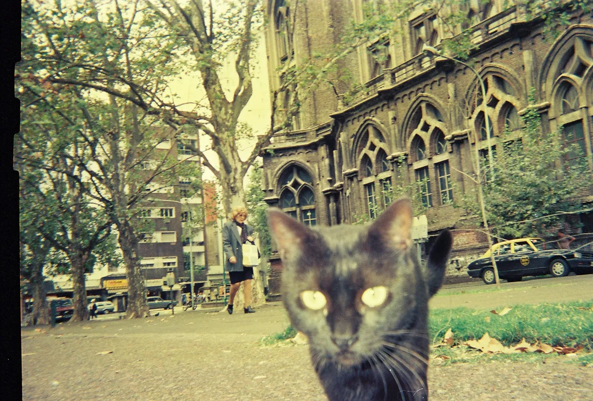 Un gato negro en primer plano en la Plaza Barrientos, Recoleta